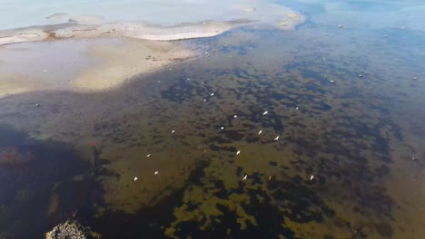 Aerial-view-of-flying-seabirds-at-the-incredible-beautiful-coastline-in-Sejerøbugten,Odsherred,-Zealand,-Denmark