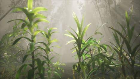 Sun-shining-through-trees-and-fog-in-a-tropical-river