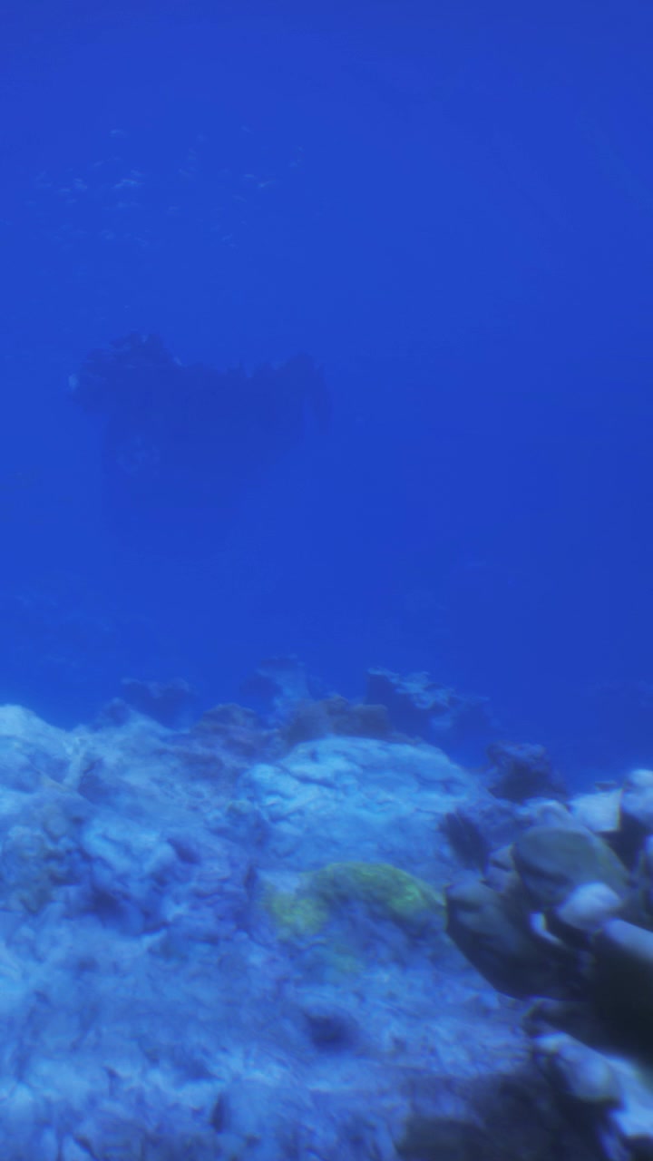 La exploración submarina muestra un arrecife de coral y vida marina en aguas cristalinas y azules.
