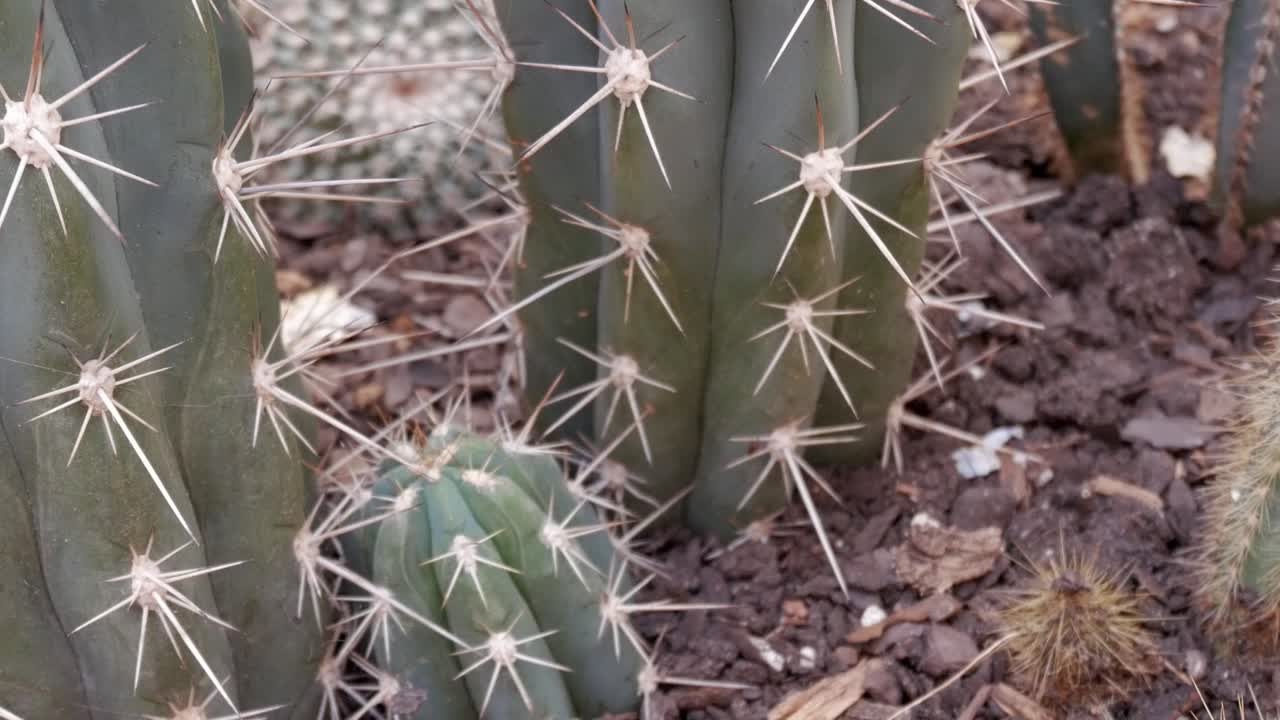 Zoom in view of cactus in a pot with soil. Indoors