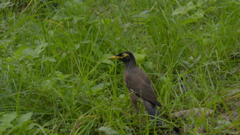 Los-Pájaros-Mynas,-Fauna,-Vistoso,-Blanco,-Aviar,-Fondo,-Ambiente,-Al-Aire-Libre,-Verde,-Parque,-Rama,-Pico,-De-Cerca,-Bosque,-Natural,-Salvaje,-Negro,-Naturaleza,-Ornitología,-Ala,-Estornino,-Tropical