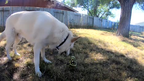 cámara lenta - perro adulto jugando en el patio con un juguete de perro de cuerda en un día soleado