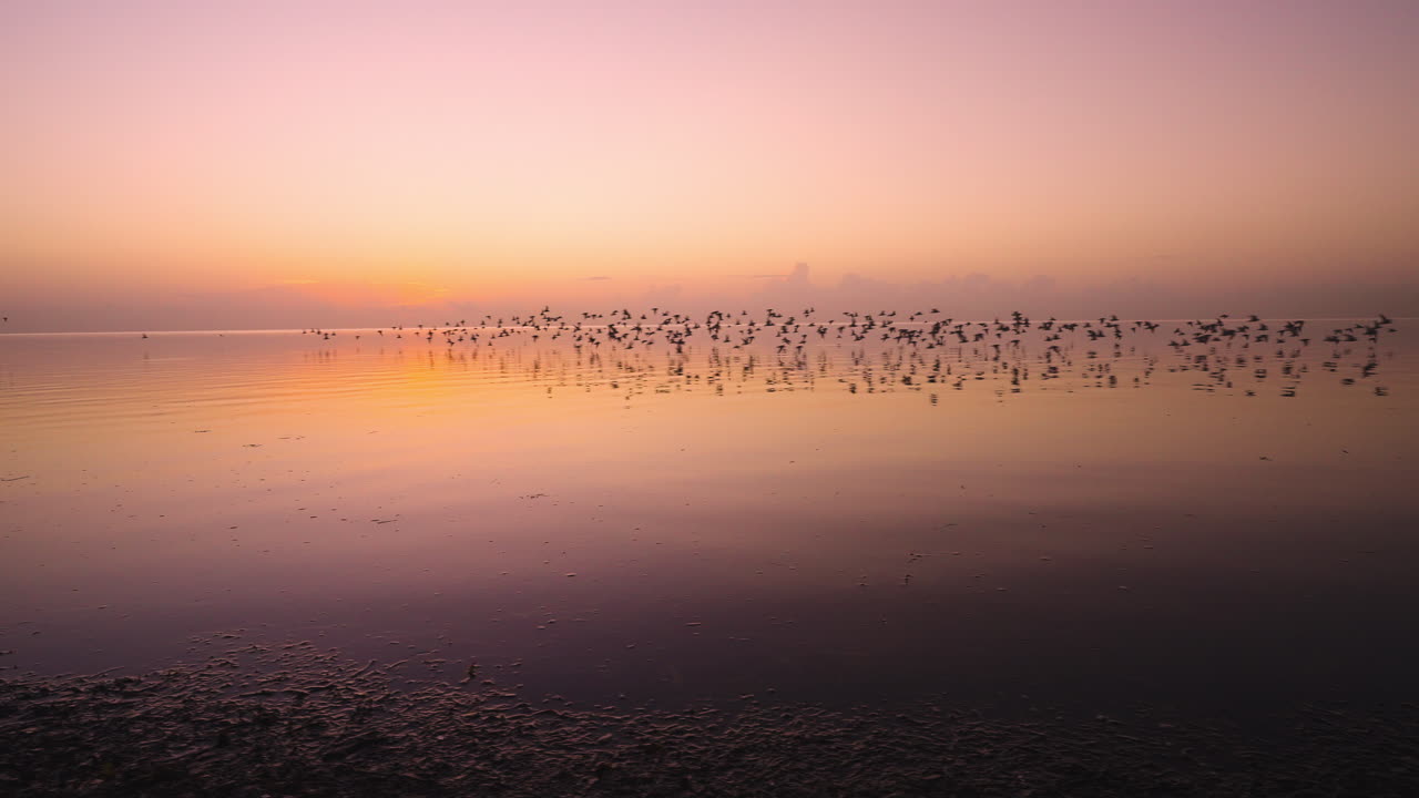 Beach Ocean Sea Sunrise Bird Flock Flying