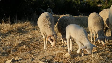 campo de pastoreo de animales