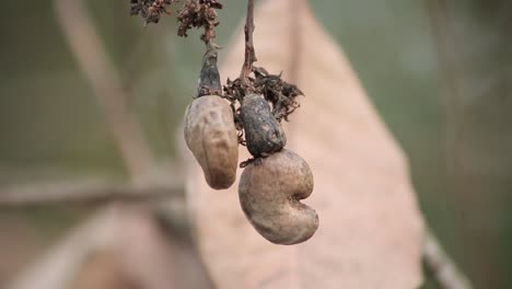 dos nueces de anacardo estropeadas están colgando.