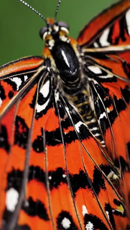 close-up of a butterfly's vibrant orange and black wings