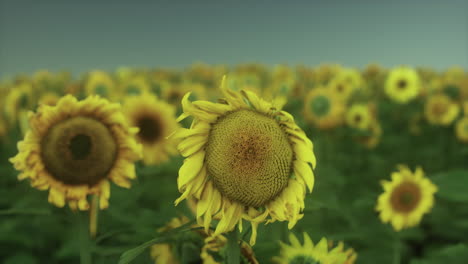 Splendid-scene-of-vivid-yellow-sunflowers-in-the-evening