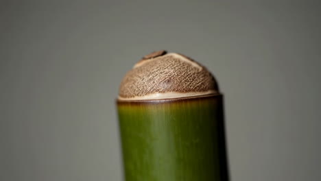 close-up of a bamboo stalk