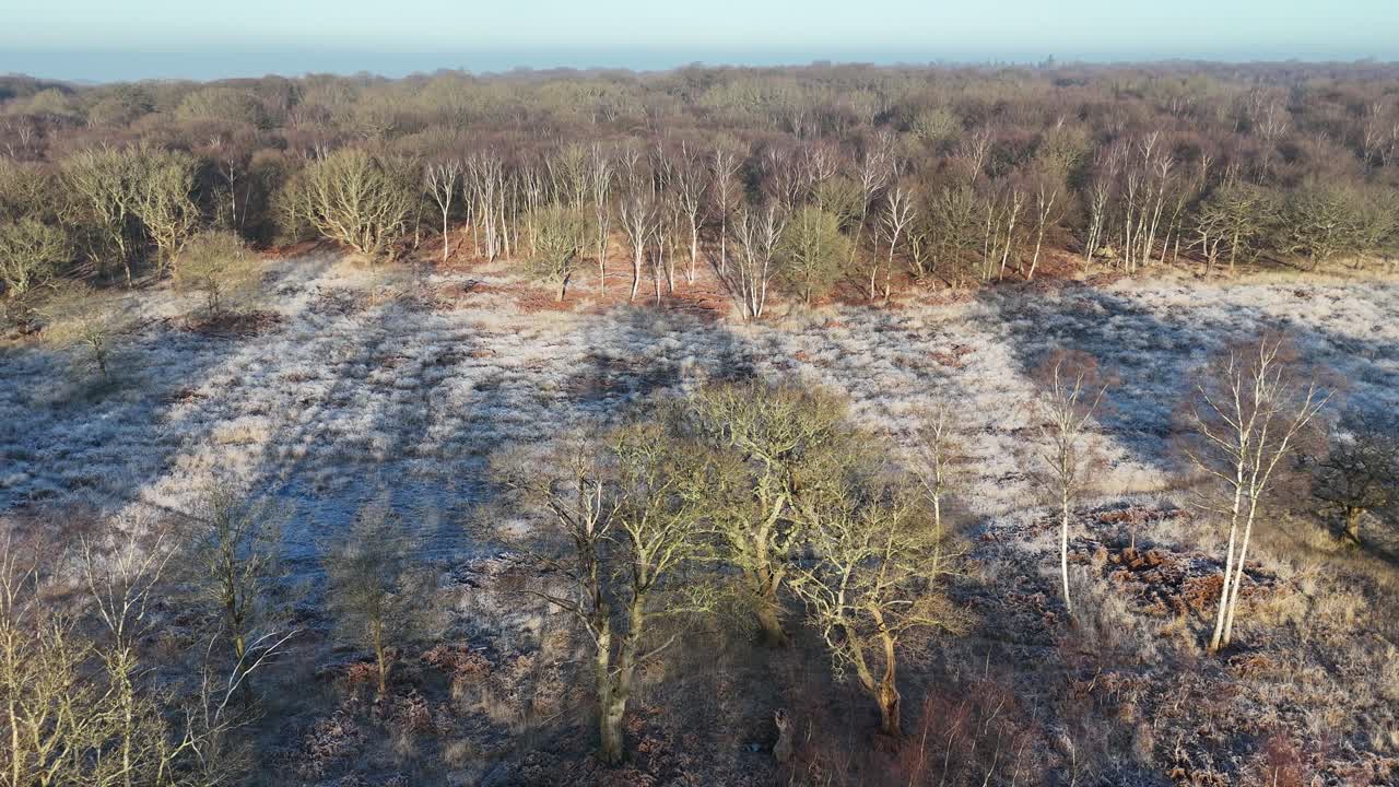 Epping Forest UK in winter frosty ground drone,aerial