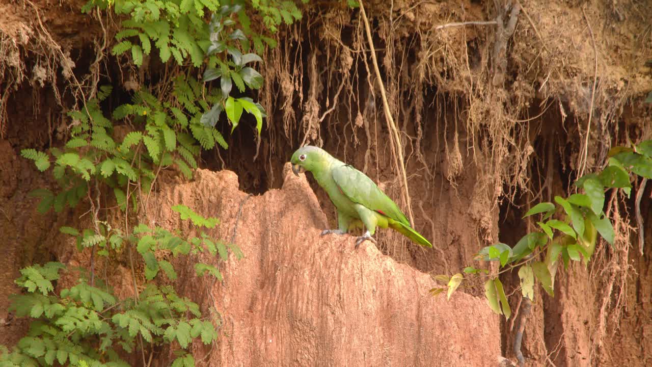un solo loro amazónico lleno de harina sentado en arcilla lame comiendo barro se une a otro volando y aterrizando en chuncho