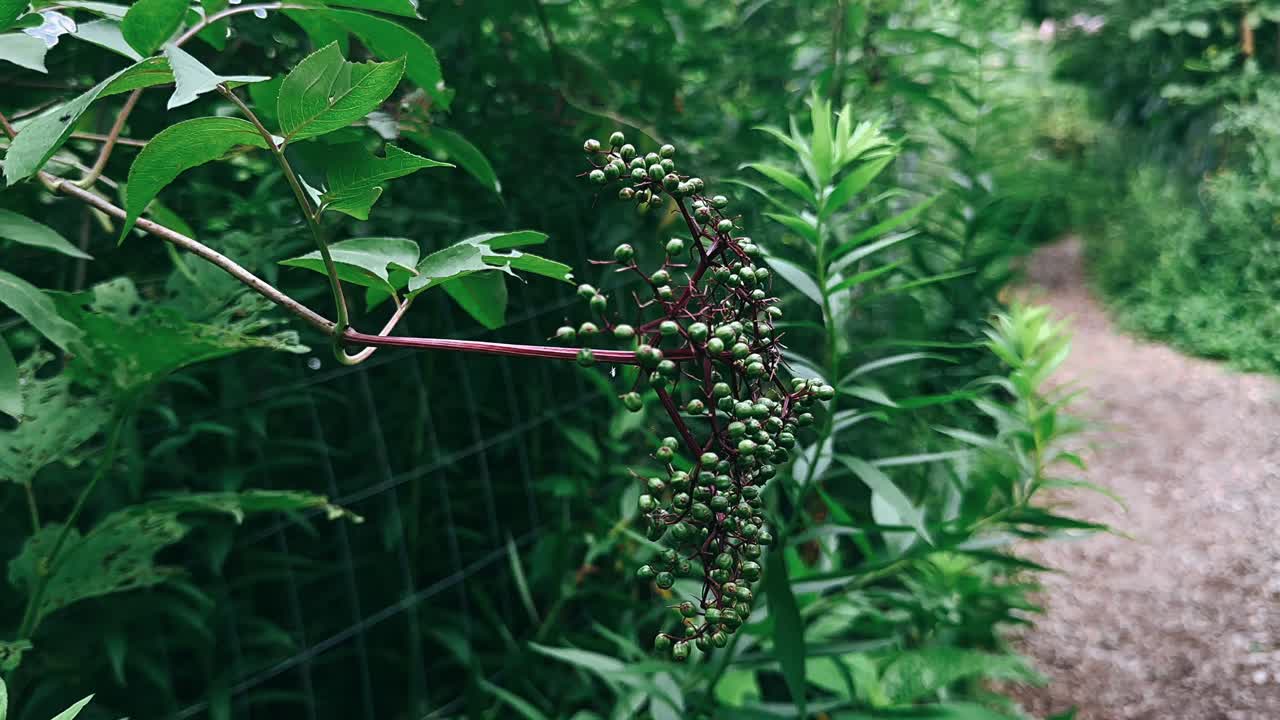 울창 한 숲 에 있는 엘더베리 식물