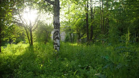 sun-drenched forest path