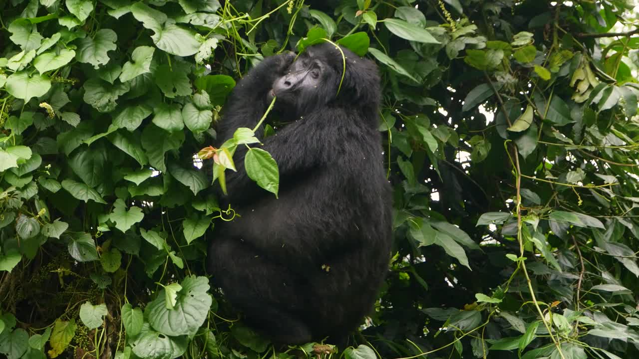Un primo piano, ripreso con gimbal in 4K, di un gorilla di montagna adulto in via di estinzione, che vive nel suo habitat naturale nella giungla, Parco Nazionale Impenetrabile di Bwindi in Uganda, Africa