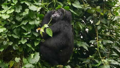 A-close-up,-4K-gimbal-shot-of-an-endangered-mature-mountain-gorilla,-living-among-their-natural-jungle-habitat,-Bwindi-Impenetrable-Forest-National-Park-of-Uganda,-Africa