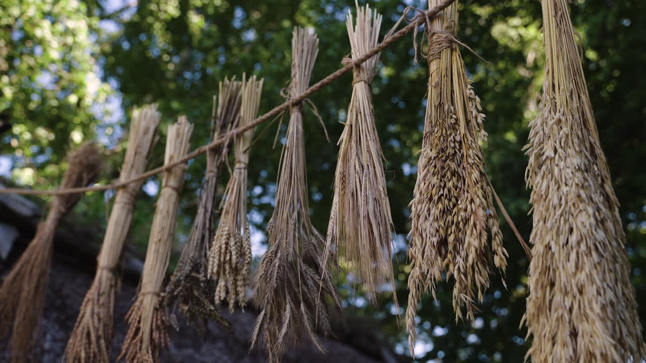 Dried Grains Hanging to Dry