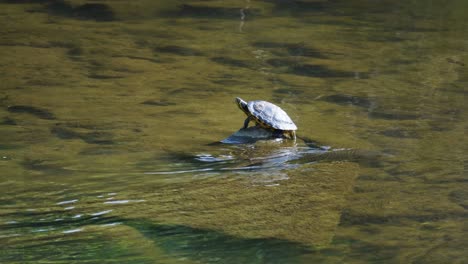 yellow belly slider turtles (trachemys scripta troostii) in the middle of shallow water stream in yangjae, seoul south korea