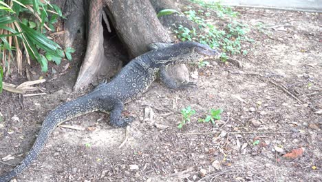 Monitor lizard crawling on the floor