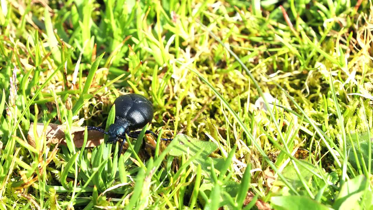Oil beetle moving through short grass