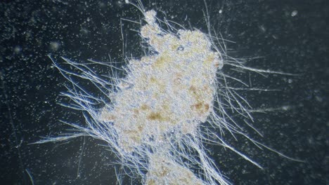 Movimiento-De-Algas-De-Cianobacterias-A-La-Luz-Bajo-La-Vista-De-Campo-Oscuro-Del-Microscopio