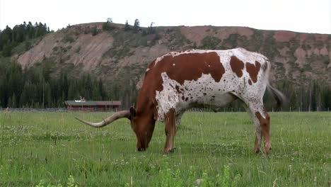 a texas longhorn cow grazes in a field 1