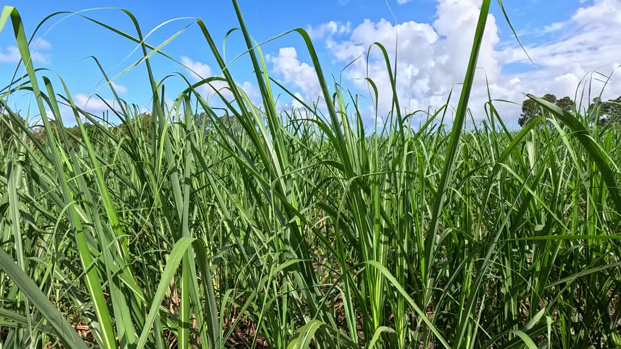 Low-angle view of lush grass swaying in sunlight, blue sky, and scattered clouds overhead