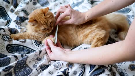 cute ginger cat lying in bed. women trying to rasp its claws with nail file. cozy home background