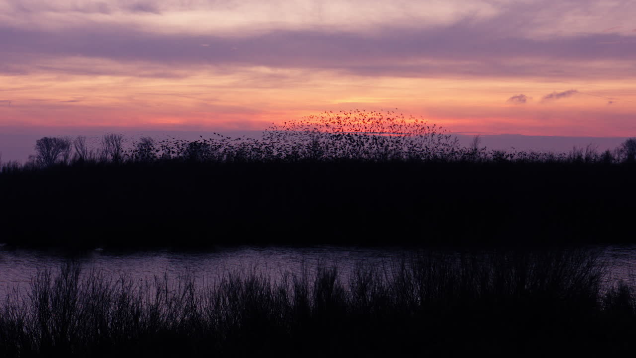 Stære flokkes og pulserer i formation på en tusmørke himmel ved Tiengemeten