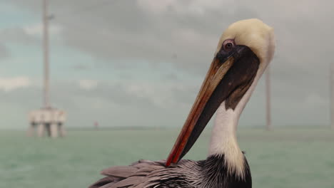 brown pelican portrait