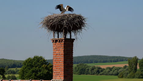 stork on chimney nest