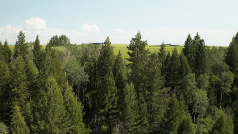 Drone-Reveal-Fly-over-footage-over-tree-tops-revealing-vast-plains-at-Henry's-Fork-Snake-River,-Idaho,-USA