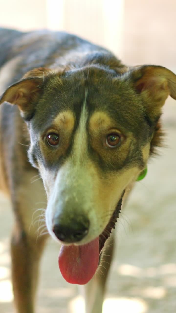 Close-up of a Happy Dog Panting with its Tongue Out
