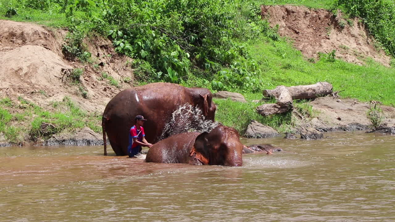 Trainer splashing and cleaning his elephants in middle of the river.