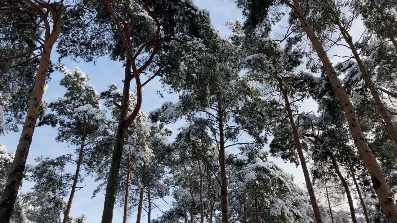 在晴朗的冬天,雪覆蓋的松樹頂,拍照