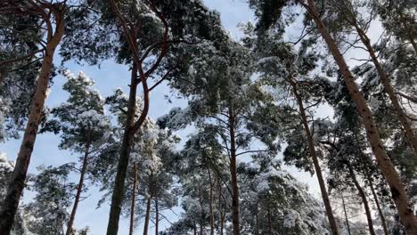 copas de pino cubiertas de nieve en el soleado día de invierno, tiro panorámico