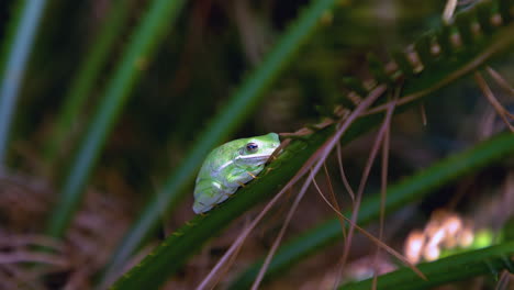 green tree frog resting on a fern branch during summer afternoon