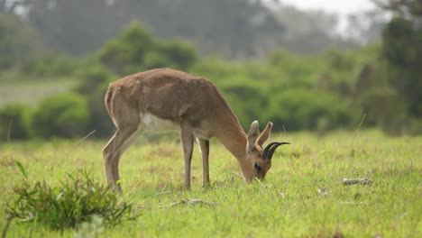 Männlicher-Südberg-Riedbock-Grast-In-üppigem-Savannengrasland,-Zeitlupe