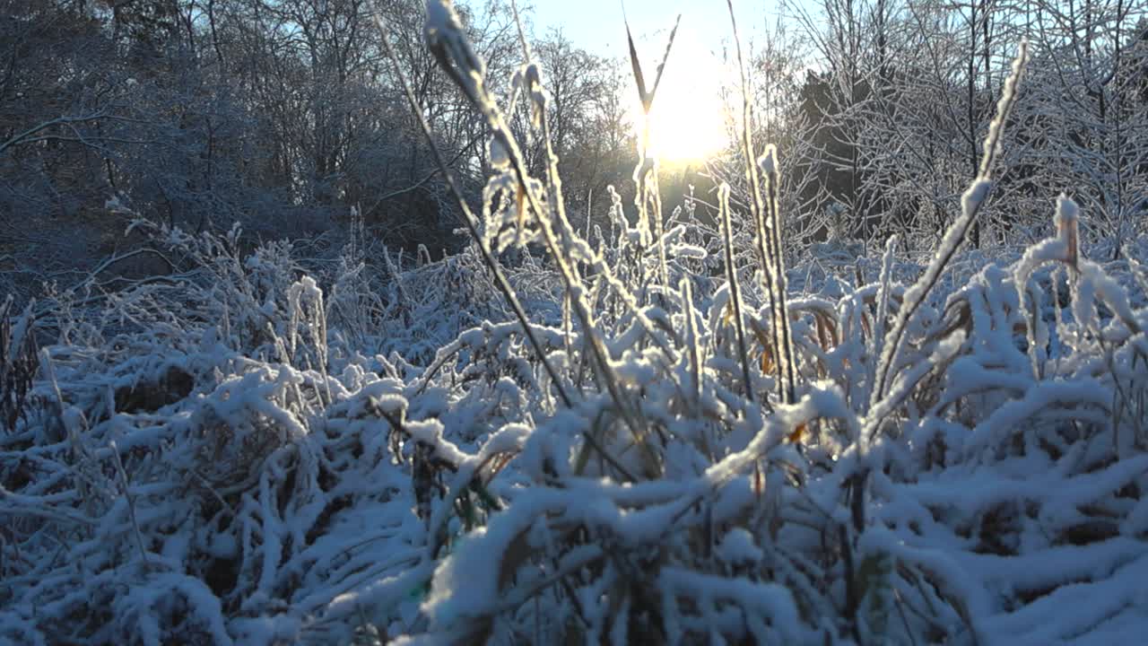 숲에서 겨울 동안 높은 숲 갈색 잔디의 클로즈업 영상, 태양은 그 뒤에 빛나고 그림자를 만니다. 잔디는 두꺼운  눈에 여 있고 배경에는 나무가 있습니다.