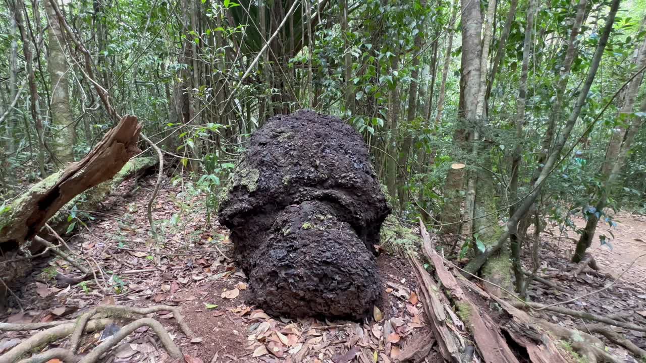 Termitaio nella foresta nel Parco Nazionale di Analamazaotra, Madagascar