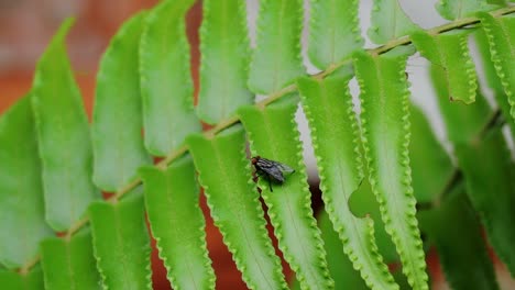 Eine-Fliegenruhe-Thront-Auf-Einem-Farnblatt,-Tiefer-Fokus