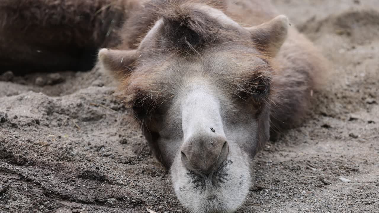 foto macro de un camello cansado y lindo descansando en la arena durante el día, con moscas molestas