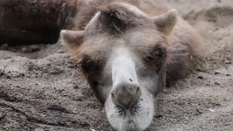 Macro-shot-of-cute-tired-camel-resting-in-sand-during-daytime,-with-annoying-flies