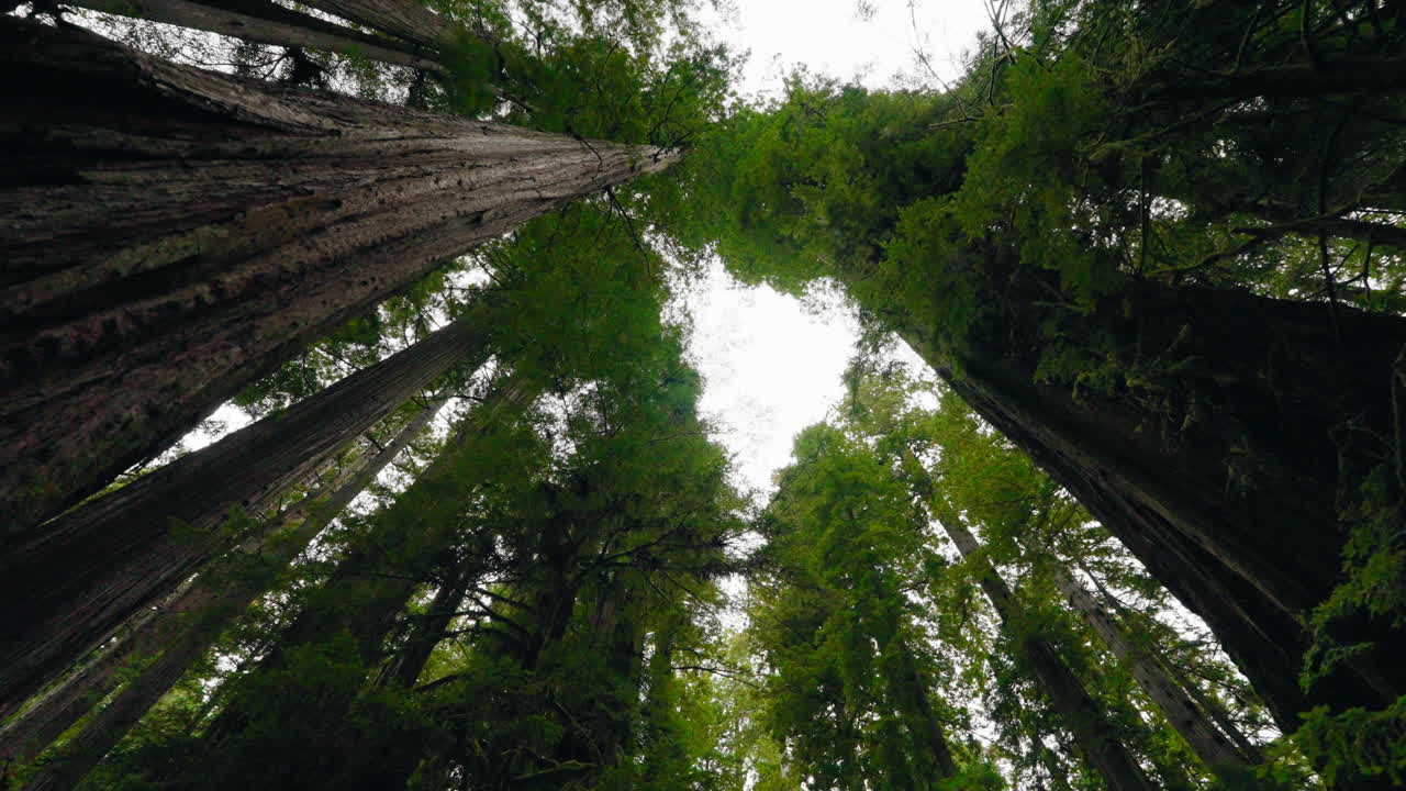 Old growth coastal redwood trees towering above the forest