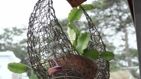 metal hanging planter basket with succulent plant in flower pot on balcony