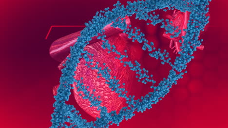 심장 위에 있는 dna 가닥의 애니메이션과 빨간색 배경에 있는 심장 사진