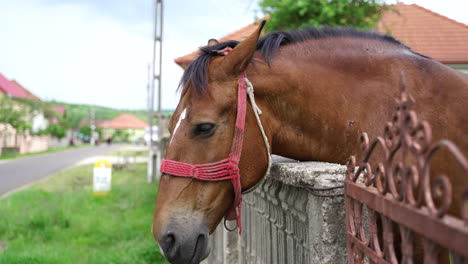 Un-Hermoso-Caballo-En-Un-Pueblo-De-Europa