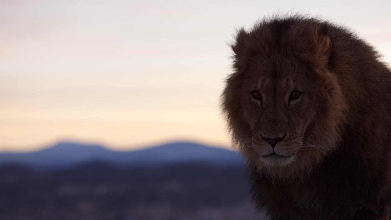león con montañas en el fondo al amanecer