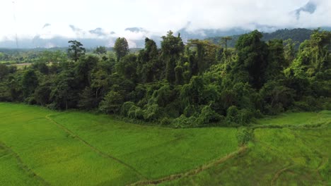 drone advancing over rice fields and native forest in the interior of laos, southeast asia