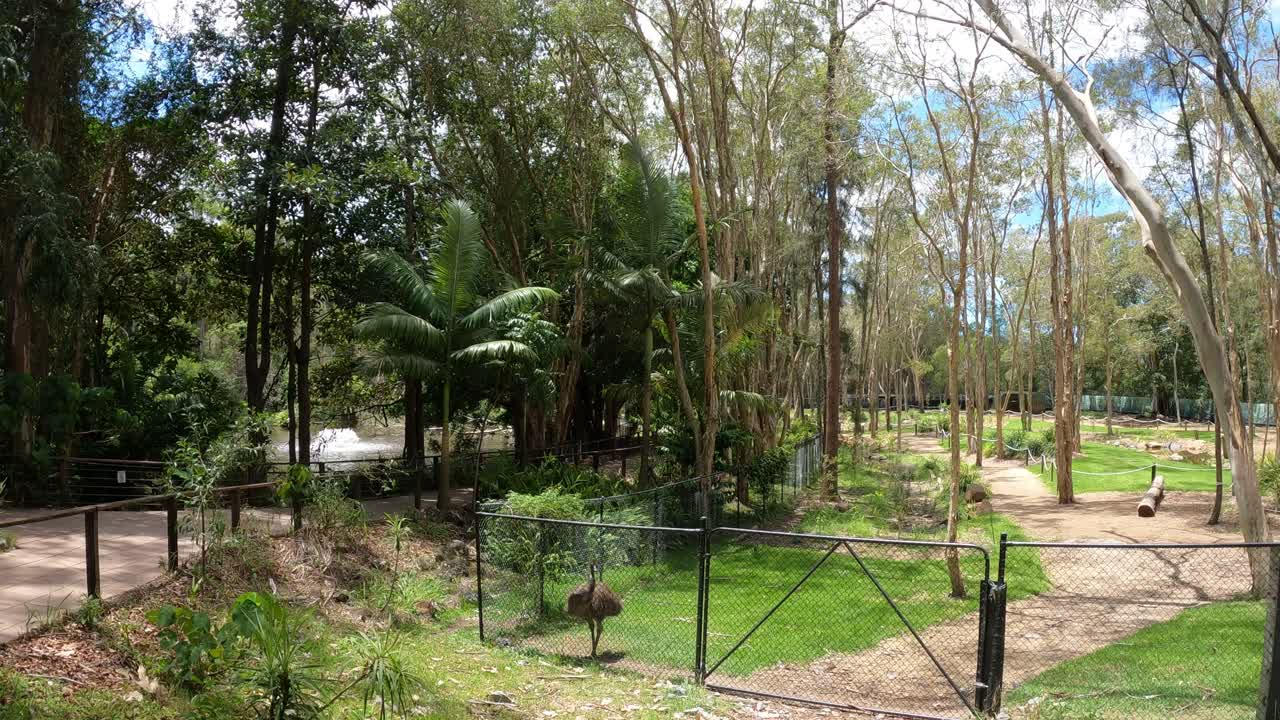 Kangaroo moves across a serene park setting