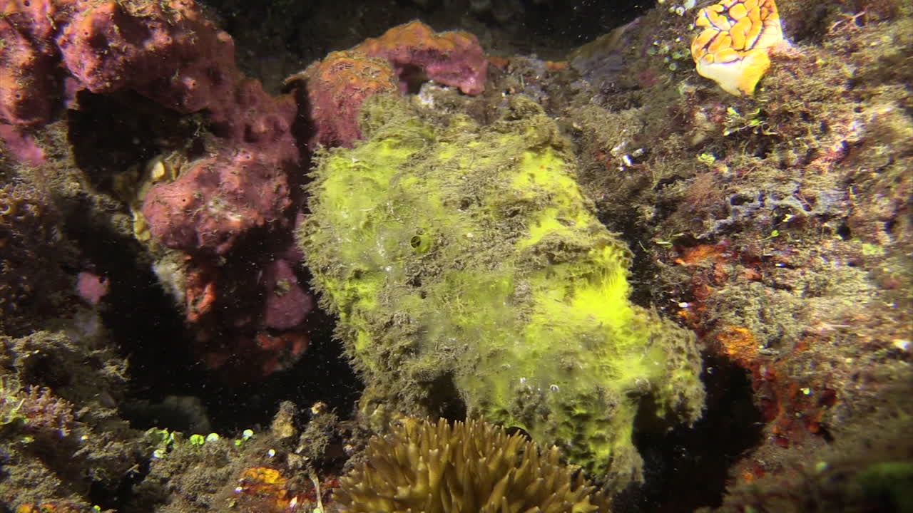granchio di spugna assonnato che si nasconde in un blocco di corallo mescolandosi, colpo medio