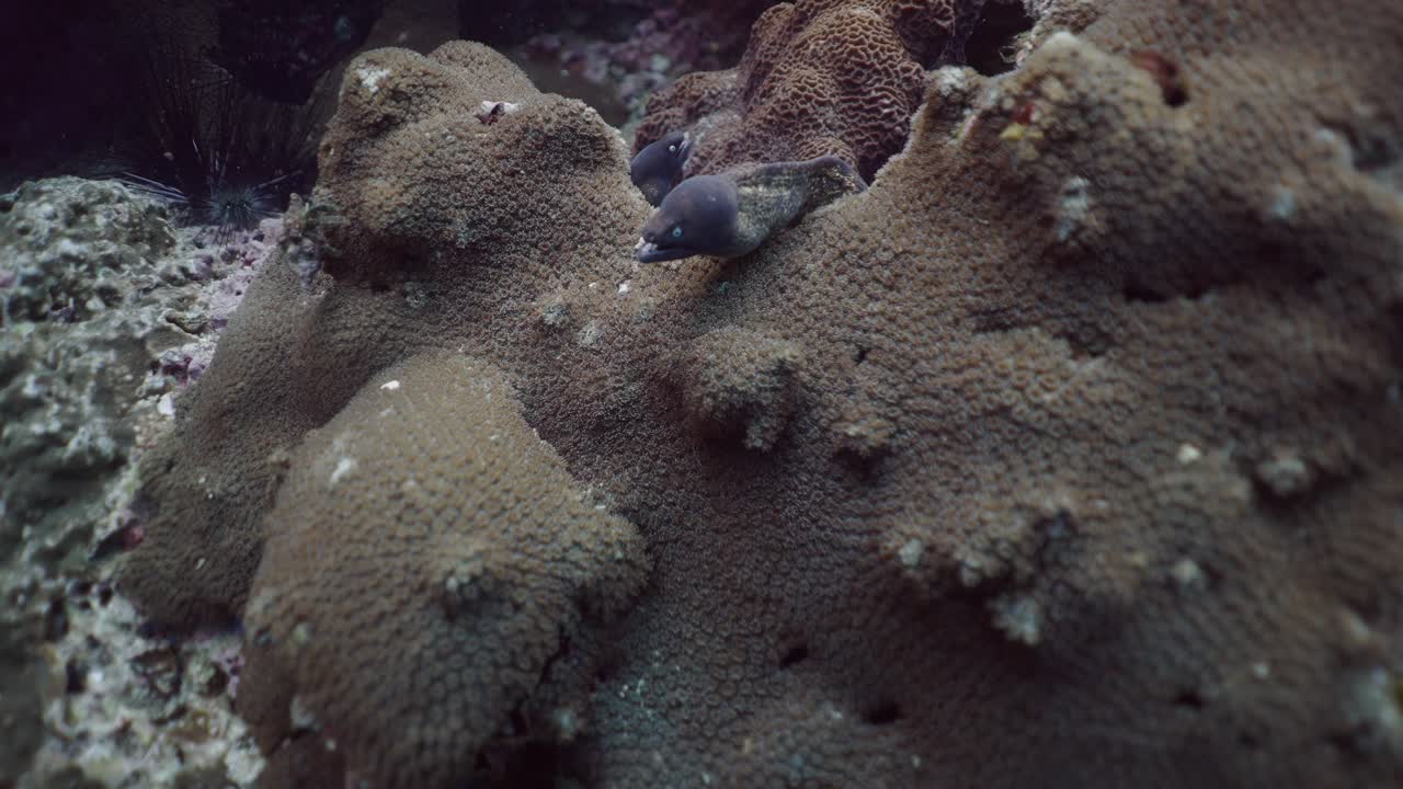 Moray Eel Peeking from Coral Reef